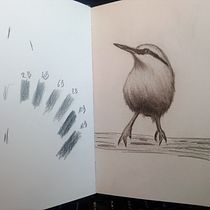 Mon projet du cours : Techniques artistiques d'aquarelle pour illustrer les oiseaux. Traditional illustration, Watercolor Painting, and Realistic Drawing project by Jacques Delaunay - 06.23.2023