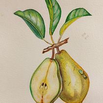 Mi proyecto del curso: Ilustración botánica realista: conecta con la naturaleza. Painting, Watercolor Painting, Botanical Illustration, and Naturalistic Illustration project by Cynthia Bandurek - 06.25.2023