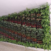 Mi proyecto del curso: Diseño de espacios verdes para tu casa, Jardín vertical. L, scape Architecture, Floral, Plant Design, and Spatial Design project by Lydia Milena Sanchez Neiva - 06.13.2023
