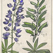 My project for course: Botanical Illustration: From Notebook to Print Ein Projekt aus dem Bereich Traditionelle Illustration, Skizzenentwurf, Zeichnung, Botanische Illustration, Sketchbook und Illustration mit Tinte von madel_1 - 27.06.2023