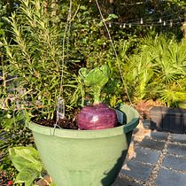 My project for course: Ceramics: Design and Create Self-Watering Pieces. Un projet de Création d'accessoires, Artisanat, Beaux Arts, Céramique , et DIY de Regine Haardoerfer - 28.06.2023