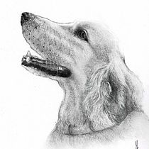 My project for course: Animal Illustration with Charcoal and Ink. Artes plásticas, Desenho, Ilustração com tinta e Ilustração naturalista projeto de Maria Paula Rico - 28.06.2023