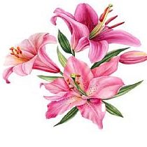Mi proyecto del curso: Acuarela floral. Traditional illustration, Pattern Design, Watercolor Painting, and Botanical Illustration project by cristoferalvarado34 - 06.29.2023