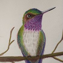 Mi proyecto del curso: Ilustración naturalista de aves con acuarela. Ilustração tradicional, Pintura em aquarela, Desenho realista e Ilustração naturalista projeto de denise - 30.06.2023