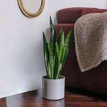 Mi proyecto del curso: Diseño de interiores con plantas desde cero. Interior Design, L, scape Architecture, Decoration, Interior Decoration, DIY, Floral, Plant Design, and Spatial Design project by Eder Josue Eusebio Garcia - 07.05.2023