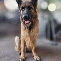 Mi proyecto del curso: Fotografía lifestyle de perros. Un projet de Photographie, Photographie de portrait, Photographie pour Instagram, Photographie documentaire, Photographie lifest , et le de Catalina - 07.07.2023