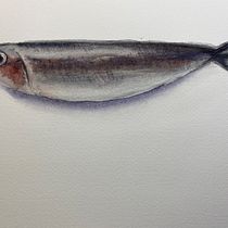 My project for course: Marine Universe Illustration in Watercolor Ein Projekt aus dem Bereich Traditionelle Illustration, Malerei, Aquarellmalerei und Naturalistische Illustration von Heléne Gennert - 10.07.2023