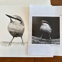 My project for course: Artistic Watercolor Techniques for Illustrating Birds. Traditional illustration, Watercolor Painting, Realistic Drawing, and Naturalistic Illustration project by shannonclark2023 - 07.10.2023