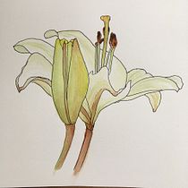 My project for course: Botanical Sketchbooking: A Meditative Approach. Pintura em aquarela, Ilustração botânica, e Sketchbook projeto de Jan Kent - 12.07.2023