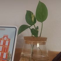 Mi proyecto del curso: Diseño de interiores con plantas desde cero. Interior Design, L, scape Architecture, Decoration, Interior Decoration, DIY, Floral, Plant Design, and Spatial Design project by Laura - 01.20.2024
