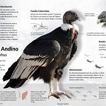 Infografía Cóndor Andino Ein Projekt aus dem Bereich Informationsdesign, Bildbearbeitung, Skulptur, Infografik und Zeichnung von Isabel Labarca Urzúa - 15.07.2023