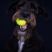 Mi proyecto del curso: Introducción a la fotografía de perros. Un projet de Photographie, Photographie de portrait, Photographie de studio, Photographie documentaire, Photographie lifest, le , et Photographie intérieure de fvignatti - 19.07.2023
