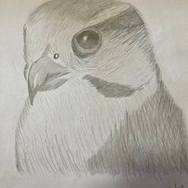 My project for course: Naturalistic Animal Drawing with Graphite Pencil. Desenho a lápis projeto de Richard van der Spuy - 19.07.2023