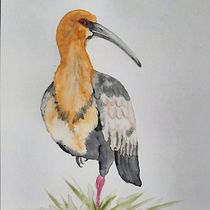 Bandurria . Traditional illustration, Watercolor Painting, and Naturalistic Illustration project by Maria Cecilia Diaz - 08.11.2023