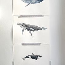 My project for course: Naturalist Illustration Techniques: Whales in Watercolor. Un progetto di Belle arti, Pittura, Pittura ad acquerello e Illustrazione naturalistica di inesanna - 24.07.2023