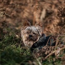 My project for course: Lifestyle Dog Photography. Un projet de Photographie, Photographie de portrait, Photographie pour Instagram, Photographie documentaire, Photographie lifest , et le de Ani Trone - 25.07.2023