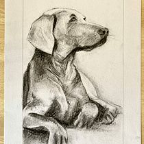 My project for course: Animal Illustration with Charcoal and Ink. Artes plásticas, Desenho, Ilustração com tinta e Ilustração naturalista projeto de Philip Vandenbussche - 26.07.2023