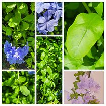 Plumbago capensis o Jazmín azul Ein Projekt aus dem Bereich Traditionelle Illustration, Aquarellmalerei, Botanische Illustration, Design und Musik von Roser Ferrer Baret - 27.07.2023