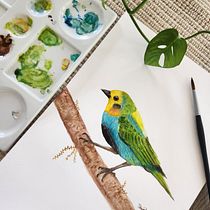 Tangara multicolor proyecto final acuarela. Ilustração tradicional, Pintura em aquarela, Desenho realista e Ilustração naturalista projeto de Diana Pinto - 27.07.2023