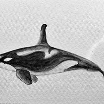 My project for course: Naturalist Illustration Techniques: Whales in Watercolor. Un progetto di Belle arti, Pittura, Pittura ad acquerello e Illustrazione naturalistica di Cheryl Whiteley - 28.07.2023