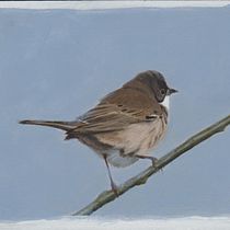 Mijn project van de cursus: Naturalistische vogels illustreren met aquarel. Ilustração tradicional, Pintura em aquarela, Desenho realista e Ilustração naturalista projeto de Ruud van Unen - 29.07.2023