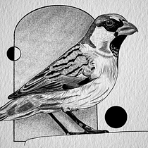 My project for course: Realistic Illustration of Birds with Imaginative Elements. Drawing, Ink Illustration, Naturalistic Illustration, and Pencil Drawing project by Kayley Sims - 07.23.2023