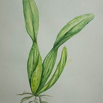 Mi proyecto del curso: Ilustración botánica con acuarela. Traditional illustration, Fine Arts, Painting, Drawing, Watercolor Painting, and Botanical Illustration project by Camilo Linares - 08.05.2023
