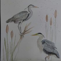 Mein Abschlussprojekt für den Kurs: Naturalistische Aquarellillustration von Vögeln. Ilustração tradicional, Pintura em aquarela, Desenho realista e Ilustração naturalista projeto de a. kai. - 06.08.2023