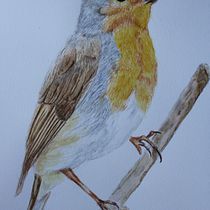 Mi proyecto del curso: Ilustración naturalista de aves con acuarela. Ilustração tradicional, Pintura em aquarela, Desenho realista e Ilustração naturalista projeto de Sam Herbert - 06.08.2023