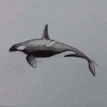 My project for course: Naturalist Illustration Techniques: Whales in Watercolor. Un progetto di Belle arti, Pittura, Pittura ad acquerello e Illustrazione naturalistica di christine7589 - 06.08.2023
