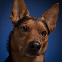Mi proyecto del curso: Fotografía lifestyle de perros. Un projet de Photographie, Photographie de portrait, Photographie pour Instagram, Photographie documentaire, Photographie lifest , et le de Noelia Valle - 22.03.2024