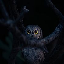 The Gaze of an Owl  . Photograph, Photo Retouching, Digital Photograph, Photographic Composition, and Color Theor project by Nicolas Jaramillo - 08.10.2023