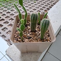 Mi proyecto del curso: Arte vegetal: crea tu propio terrario abierto. Interior Design, L, scape Architecture, Decoration, DIY, Floral, and Plant Design project by José Ivan Pascasio Ascencio - 08.08.2023