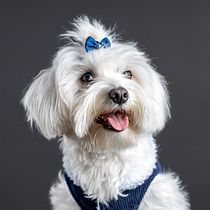 Mi proyecto del curso: Introducción a la fotografía de perros. Un projet de Photographie, Photographie de portrait, Photographie de studio, Photographie documentaire, Photographie lifest, le , et Photographie intérieure de isaacsoriaphoto - 11.08.2023