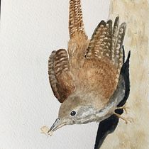 My project for course: Artistic Watercolor Techniques for Illustrating Birds. Traditional illustration, Watercolor Painting, Naturalistic Illustration, and Realistic Drawing project by Jan Kent - 08.11.2023