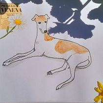 Mi proyecto del curso: Ilustración de animales: dibuja la vida salvaje en tu sketchbook. Traditional illustration, Collage, Sketchbook, and Naturalistic Illustration project by la_centaura6 - 08.12.2023