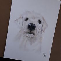Meu projeto do curso: Retratos de pets a lápis de cor. Traditional illustration, and Naturalistic Illustration project by Ana Paula Cianciosa dos Reis - 08.10.2023