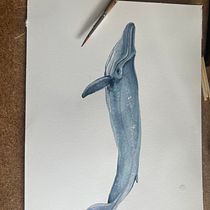 My project for course: Naturalist Illustration Techniques: Whales in Watercolor. Un progetto di Belle arti, Pittura, Pittura ad acquerello e Illustrazione naturalistica di Catherine Philipp - 14.08.2023