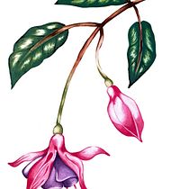 Mi proyecto del curso: Ilustración botánica con acuarela. Traditional illustration, Fine Arts, Painting, Drawing, Watercolor Painting, and Botanical Illustration project by Camila Aguilar Perea - 08.15.2023
