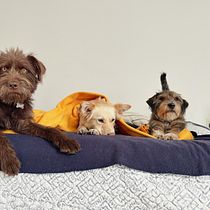 Mi proyecto del curso: Fotografía lifestyle de perros. Un projet de Photographie, Photographie de portrait, Photographie pour Instagram, Photographie documentaire, Photographie lifest , et le de Elena Ocampo - 18.08.2023