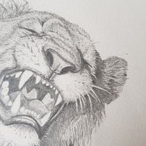 Mein Abschlussprojekt für den Kurs: Realistische Tierporträts mit Bleistift. Traditional illustration, Pencil Drawing, Drawing, and Naturalistic Illustration project by bruena27 - 08.18.2023
