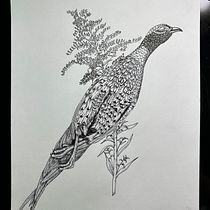 Pheasant and Goldenrod, Shrike and prey . Pencil Drawing, Drawing, Ink Illustration, and Naturalistic Illustration project by hannahhirsekorn - 08.18.2023