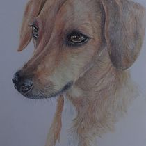 Il mio progetto del corso: Ritratto di animali da compagnia con matite colorate. Traditional illustration, and Naturalistic Illustration project by Rosella Pagnini - 08.20.2023