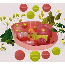 Mein Abschlussprojekt für den Kurs: Einführung in illustrierte Infografiken Menschenzelle . Un proyecto de Diseño de la información, Diseño interactivo e Infografía de 5527bymb7c - 20.08.2023