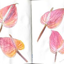 My project for course: Botanical Sketchbooking: A Meditative Approach Ein Projekt aus dem Bereich Traditionelle Illustration, Skizzenentwurf, Zeichnung, Aquarellmalerei, Botanische Illustration und Sketchbook von Amna Albanna - 22.08.2023