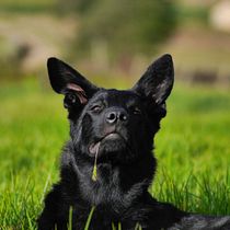 Proyecto de Fotografía lifestyle de perros. Un projet de Photographie, Photographie de portrait, Photographie pour Instagram, Photographie documentaire, Photographie lifest , et le de Robinson Julián García Aguilar - 19.08.2023