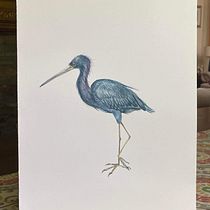 Mi proyecto del curso: Ilustración naturalista de aves con acuarela. Ilustração tradicional, Pintura em aquarela, Desenho realista e Ilustração naturalista projeto de Héctor Espinosa - 23.08.2023