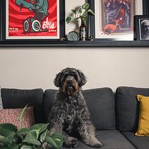 Mi proyecto del curso: Fotografía lifestyle de perros. Un projet de Photographie, Photographie de portrait, Photographie pour Instagram, Photographie documentaire, Photographie lifest , et le de Sergio Miranda Cubos - 26.07.2023