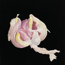 Mein Abschlussprojekt für den Kurs: Botanisches Aquarell: Illustriere Kunst und Wissenschaft. Un progetto di Illustrazione tradizionale, Belle arti, Pittura, Disegno, Pittura ad acquerello e Illustrazione botanica di Hetty Meijs - 20.08.2023