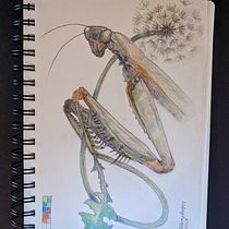My project for course: Surrealist Illustration Inspired by the praying mantis and dandelion to represent healing. Nature. Traditional illustration, Pencil Drawing, Drawing, Artistic Drawing, and Naturalistic Illustration project by Tracey - 08.28.2023